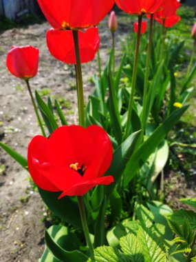 Kırmızı lale güneşli yaz gününde açık havada.