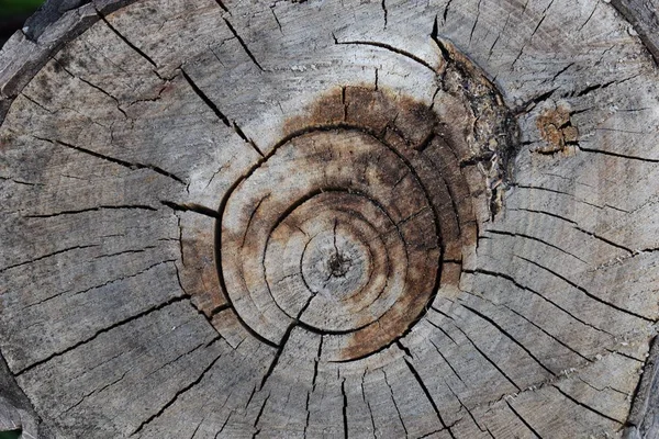 Trozo de árbol talado, sección del tronco. Fondo del tronco de un árbol talado — Foto de Stock