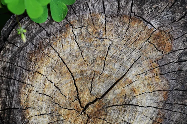 Stump of tree felled, section of the trunk. Background from the stump of a felled tree