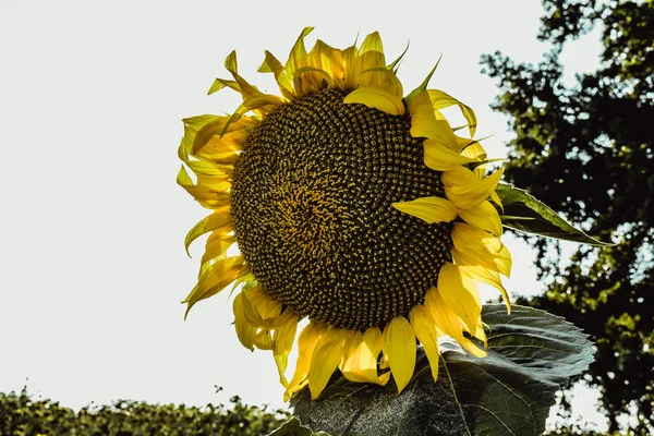 Sunflower crop. Harvest summertime in July. Sunflower against sky