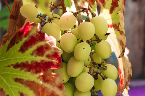 Białe winogrona wiszące na krzewie w słoneczny piękny dzień — Zdjęcie stockowe