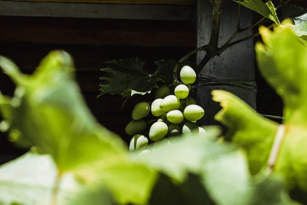 Güneşli bir günde çalılıklarda sallanan beyaz üzümler — Stok fotoğraf