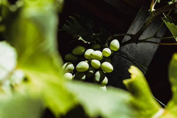 White grapes hanging on a bush in a sunny beautiful day — Stock Photo, Image