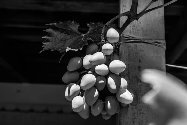 Bílé hrozny visí na křoví za slunečného krásného dne. Černobílá fotografie — Stock fotografie