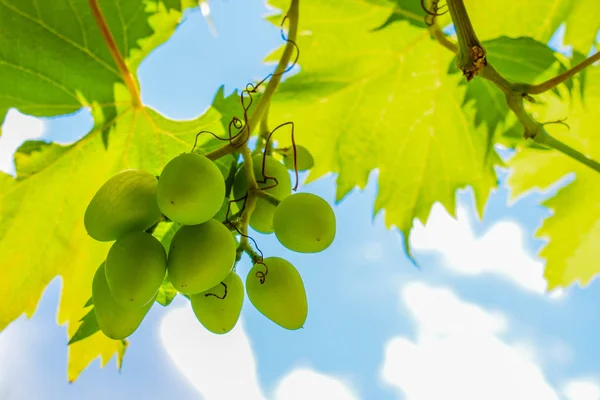 White green grapes hanging on a bush in a sunny beautiful day. Grapes against the blue sky. — Stock Photo, Image