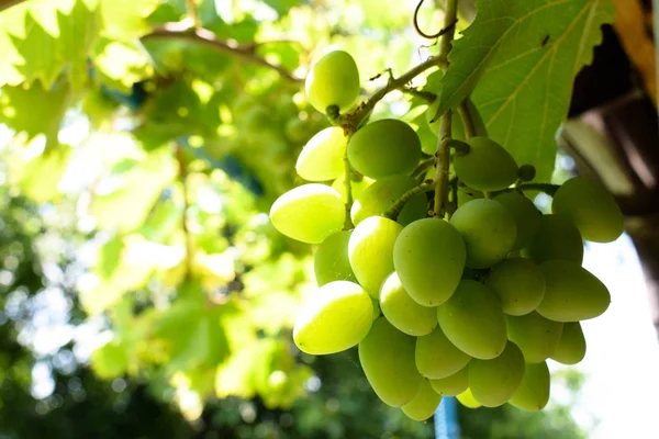 White , green grapes hanging on a bush vine in the vineyard — Stock Photo, Image