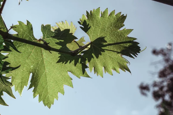 Świeże zielone liście winogron winorośli na tle błękitnego nieba — Zdjęcie stockowe