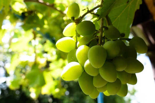Białe, zielone winogrona wiszące na krzewie krzewów w winnicy — Zdjęcie stockowe
