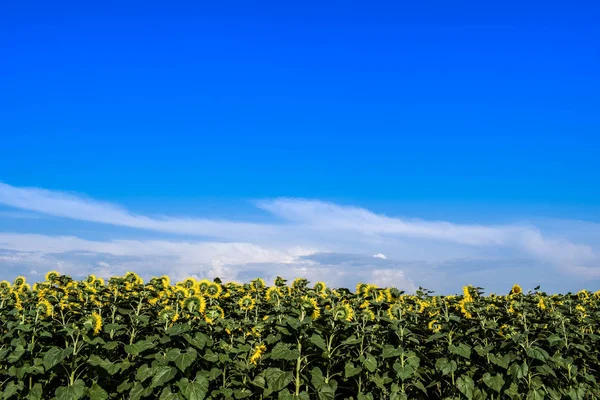 Mavi gökyüzünün arka planında çiçek açan ayçiçeği tarlası — Stok fotoğraf