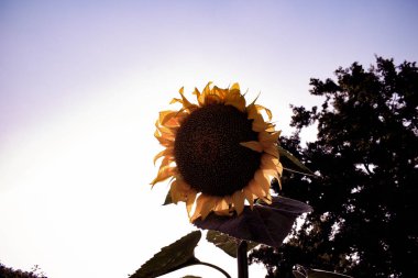 Ayçiçeği yakın çekim. Temmuz 'da yaz saati topla. Ayçiçeği çiçek açan