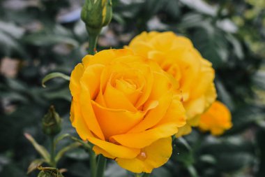 Çiçek açan sarı gül. Gülün yetiştiği bahçe