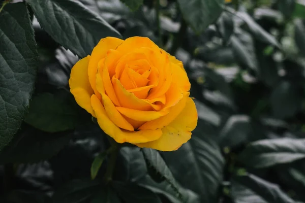 Rosa amarela florescente. O jardim em que a rosa cresce — Fotografia de Stock