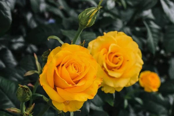 Virágzó Sárga Rózsa. A kert, amelyben a rózsa nő Stock Kép