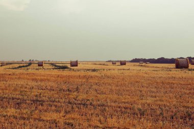 Ukrayna'da bir alanda taze haddelenmiş saman balyaları