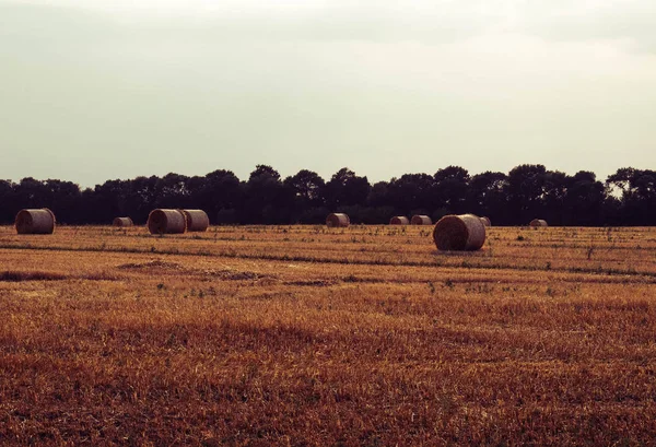 Frisch gerollte Heuballen auf einem Feld in der Ukraine — Stockfoto