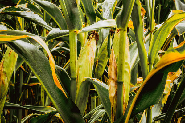 Field corn, animal feed, plants ready for cultivation near rural fields