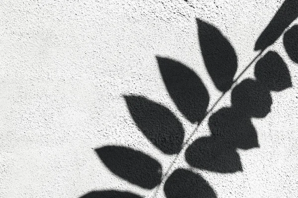 Schatten der tropischen Blätter an einer weißen Wand. Sommerkonzept mit Palmblatt. kreativer Kopierraum — Stockfoto