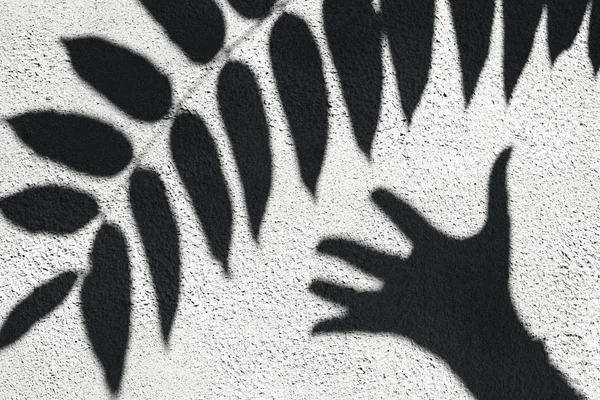Schatten der tropischen Blätter an einer weißen Wand. Sommerkonzept mit Palmblatt. kreativer Kopierraum. eine Hand greift nach den Blättern einer Palme — Stockfoto