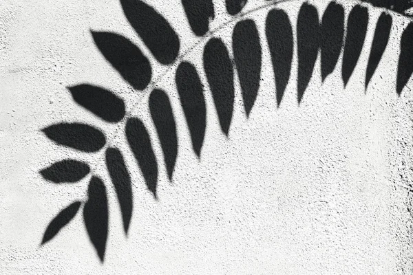 Skuggan av de tropiska bladen på en vit mur. Sommar koncept med palmträd blad. Creative copyspace — Stockfoto