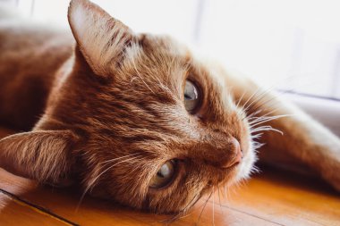 Kırmızı kedinin kameraya doğru baktığı fotoğrafı kapatın. Güzel kedi rahatlatıcı, pembe burun