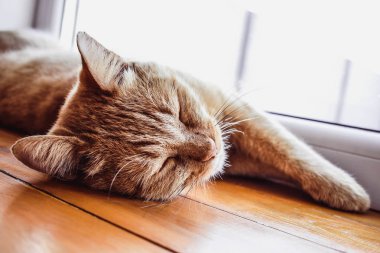 Kızıl saçlı kedi dikilde uyuyor. Güzel kedi rahatlatıcı, pembe burun