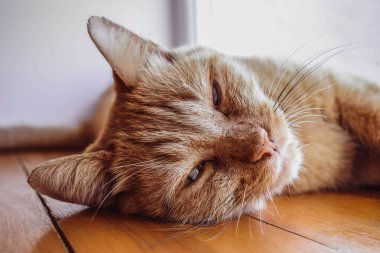 Kızıl saçlı kedi dikilde uyuyor. Güzel kedi rahatlatıcı, pembe burun