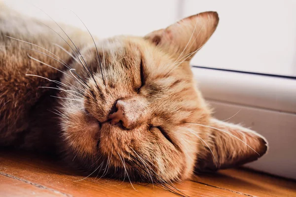 Kızıl saçlı kedi dikilde uyuyor. Güzel kedi rahatlatıcı, pembe burun