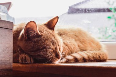 Kırmızı kedi pencere de uyuyor. Güzel kedi rahatlatıcı