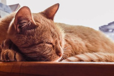 Kırmızı kedi pencere de uyuyor. Güzel kedi rahatlatıcı
