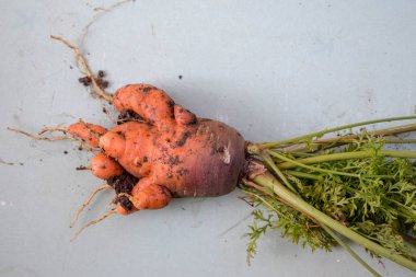 Çirkin havuç sebzesi. Hafif bir arka plan üzerinde üstleri ile garip komik şekilli havuç. Sebze mahsul konsepti