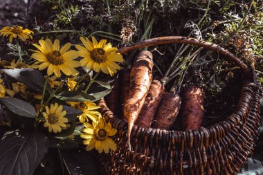 Bir sepette taze topalmış havuç. Havuç hasat. Organik gıda konsepti