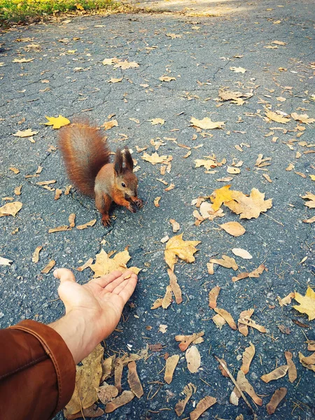 Male hand holds out food to a forest squirrel. Autumn composition. First-person view — Stock Photo, Image