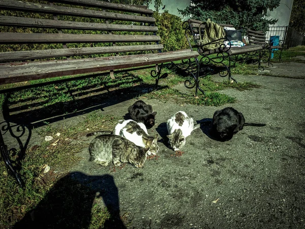 Hemlösa katter äter mat nära bänken, kan du se skuggan av fotografen. Hjälp hemlösa djur - de behöver det — Stockfoto
