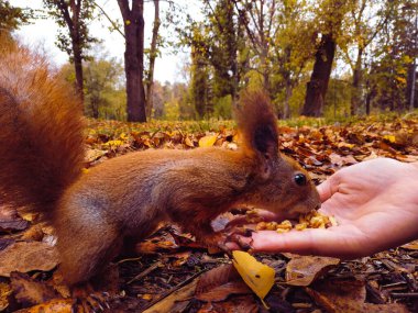 Sincap. Avucunun içinden fındık yiyen komik kırmızı sincap. insan sincabı besler. Ormanda hayvanları besliyor..