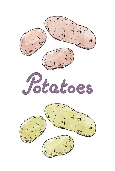 Batatas desenhadas à mão. Ilustração vetorial . —  Vetores de Stock