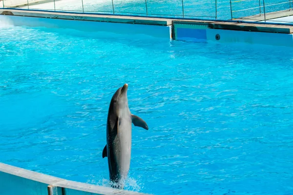 Dolphins Performance Zoomarine Rome Italy — Stock Photo, Image