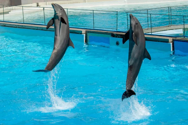 Spettacolo Dei Delfini Zoomarine Roma — Foto Stock