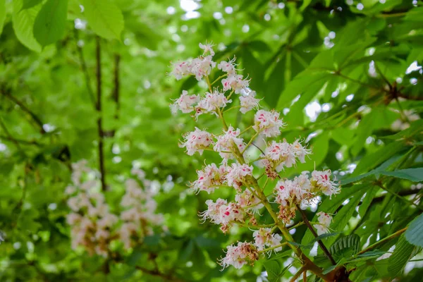 Chestnut flowers in the spring colored by its green leaves