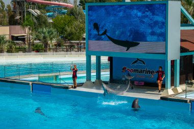 Rome, İtalya - Eylül 2018: Yunuslar performans Zoomarine