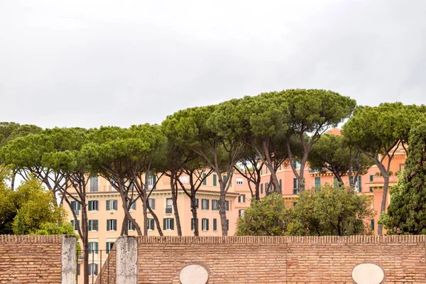 Pinheiro Pedra Italiano Paisagem Roma Itália — Fotografia de Stock