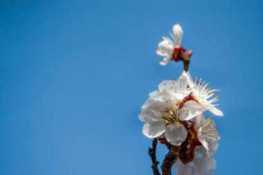 Güneşli bir günde güzel kayısı çiçekleri