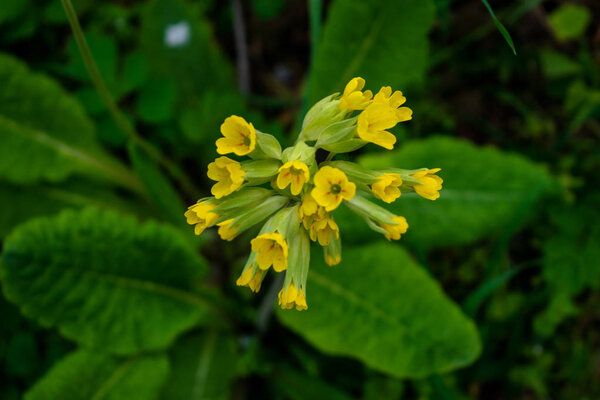 Primula Veris или Cowslip в саду
