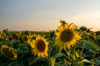 Ayçiçeği bir alan üzerinde güzel günbatımı