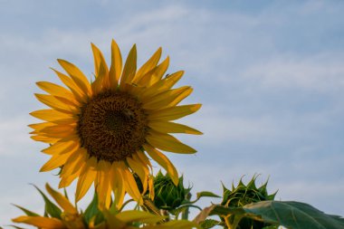 Ayçiçeği mavi gökyüzü arka plan üzerinde