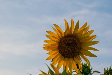 Ayçiçeği mavi gökyüzü arka plan üzerinde