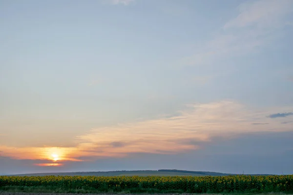 Schöner Sonnenuntergang Über Einem Sonnenblumenfeld — Stockfoto