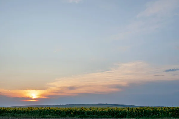 Beau Coucher Soleil Sur Champ Tournesols — Photo