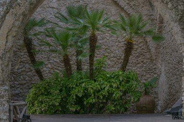 Villa Rufolo palmiye ağaçları ile Yeşil köşe, Ravello tarihi merkezi, İtalya Amalfi Sahili