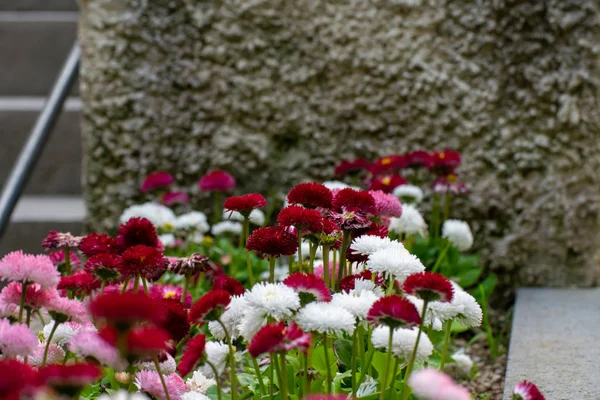 Colorful flowers in the garden of Villa Rufolo, historic center of Ravello, Amalfi Coast of Italy