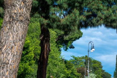 Roma, İtalya'da güzel ağaçların arasından görülen doğa